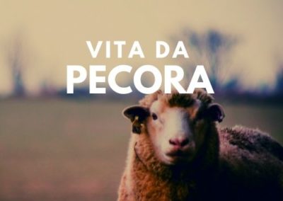 Vita da pecora