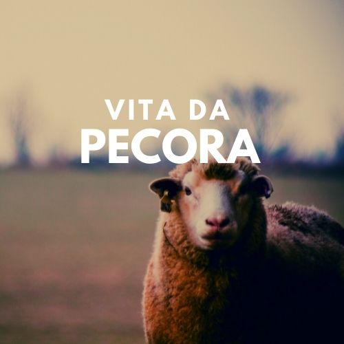 Vita da pecora